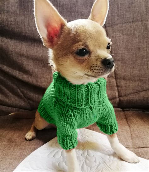 chihuahua clothing